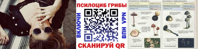 где можно купить   Никольское  Галлюциногенные грибы MAGIC MUSHROOMS 